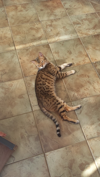 Bengal cat: AIBU?