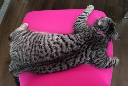 the paw - pictures