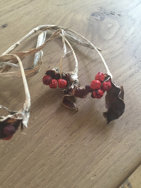 Please help me recognise these plants!