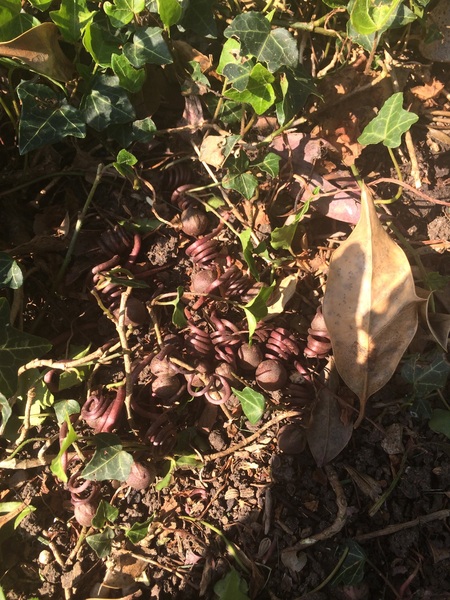 next question; what are these?