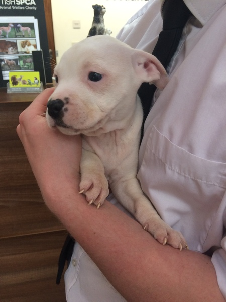 Help me name my puppy!