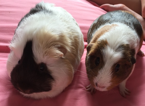 And then there were five. Come and meet the new "70" piggies