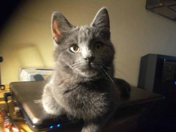 Merlin the Marvellous!