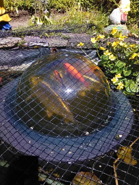 Has anyone else bought a Fish Dome?