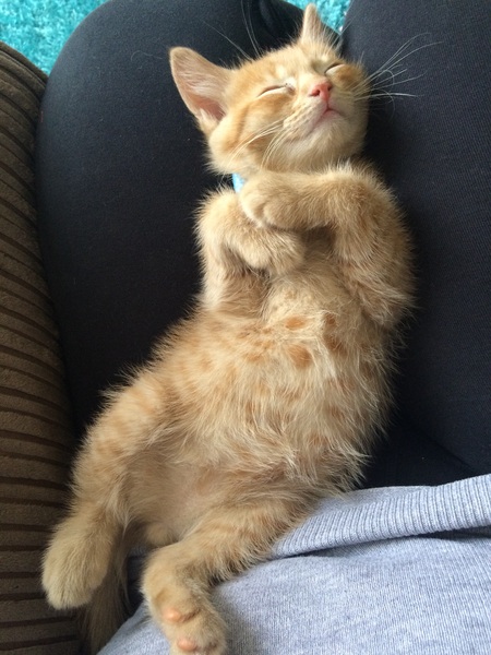 Today I brought home a kitten. DH not speaking to me (pics)