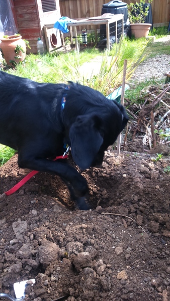 Allotment/Veg Patch Thread 5 - The Diggers Rest !