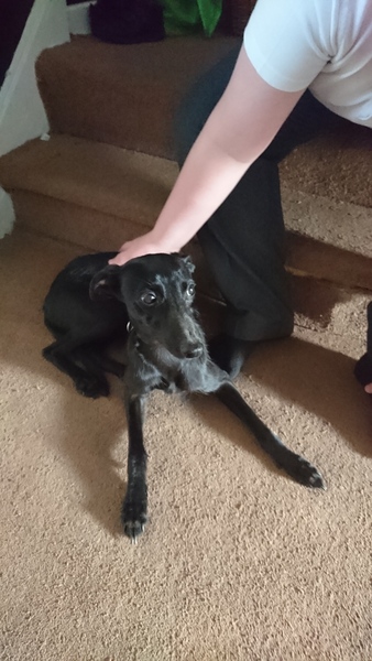 Should we take on this dog?