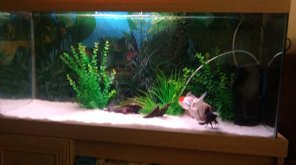 Anyone want to share aqaurium pics?