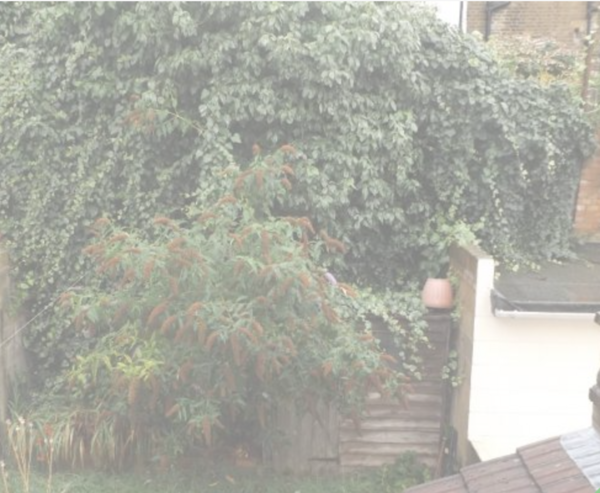 How can I make my neighbour trim her bush?