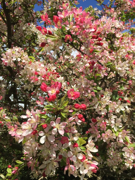 Helping identifying these tree names