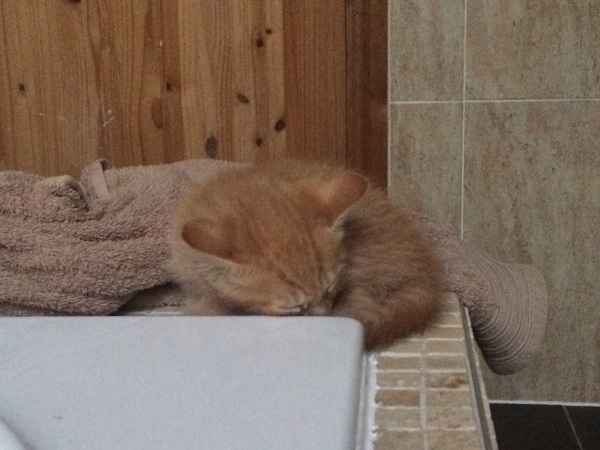 Today I brought home a kitten. DH not speaking to me (pics)