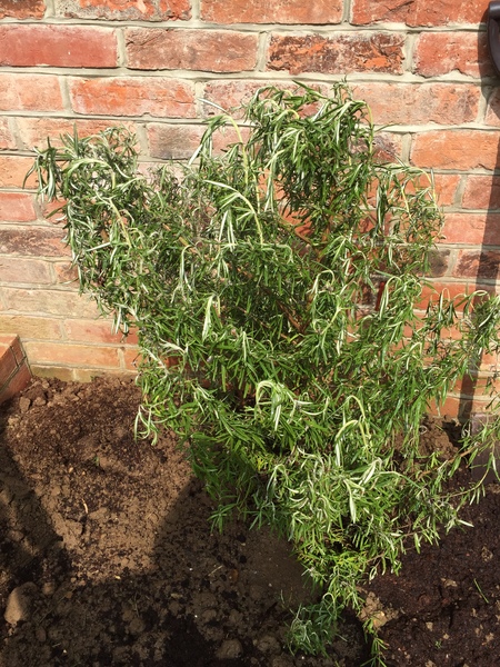 Will my rosemary survive?