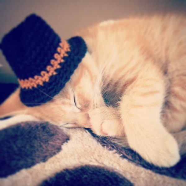 AIBU to make my ginger kitten look like a tiny lion? (pics)