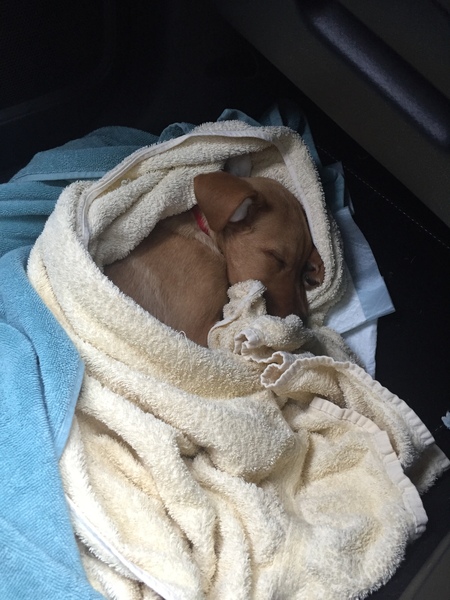 4 m Labrador having seizures- insurance