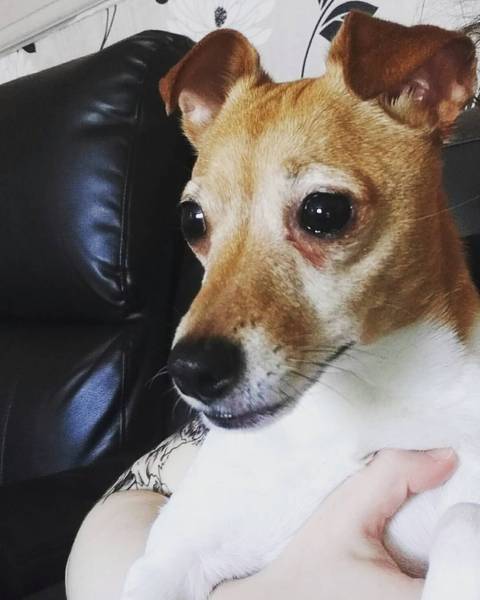 Key reasons for getting a dog - share them here - chance to WIN £300 NOW CLOSED