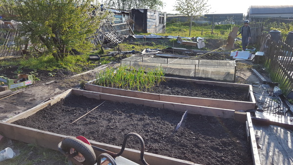 Allotment/Veg Patch Thread 5 - The Diggers Rest !