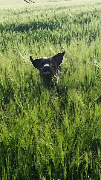 Thread #6 - TTC#1 Grads - Sun roasted pregnant ladies