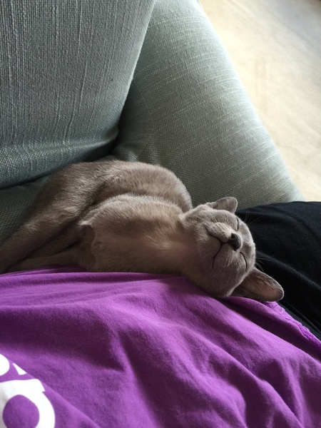 Funny feeling when choosing a kitten