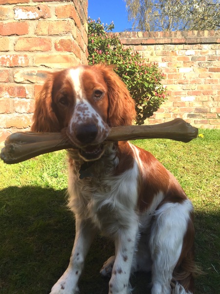 Show us your dogs?