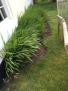 Please tell me what you would plant here .... (with photos)