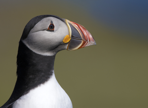 Had a lovely 30 minutes watching the birds in the front garden