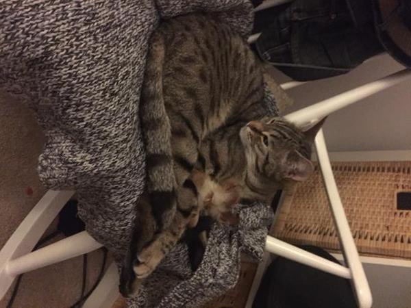 Unwell Siamese - any help appreciated