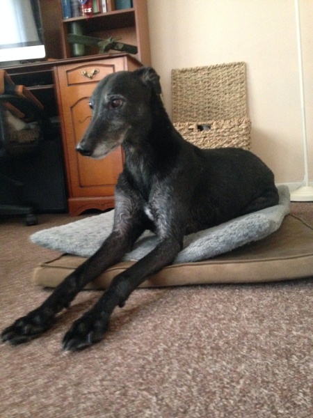 Tell me about your greyhounds!