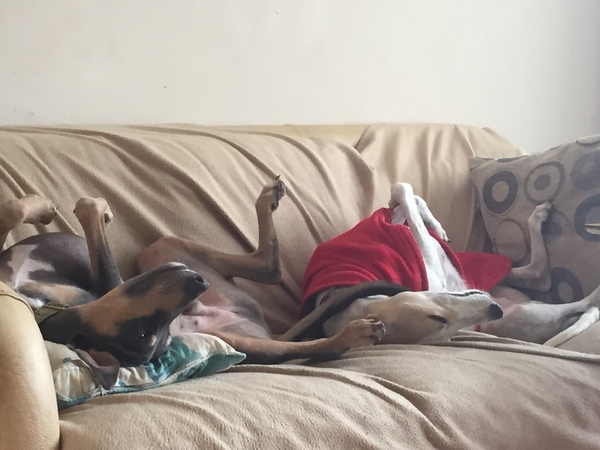 Tell me about your greyhounds!