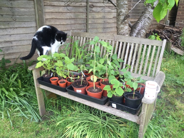 Allotment/Veg Patch Thread 5 - The Diggers Rest !