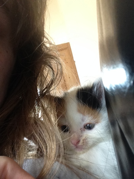 Found a stray kitten