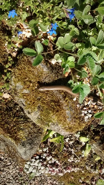 Aibu to be annoyed neighbours snake was found in our garden?