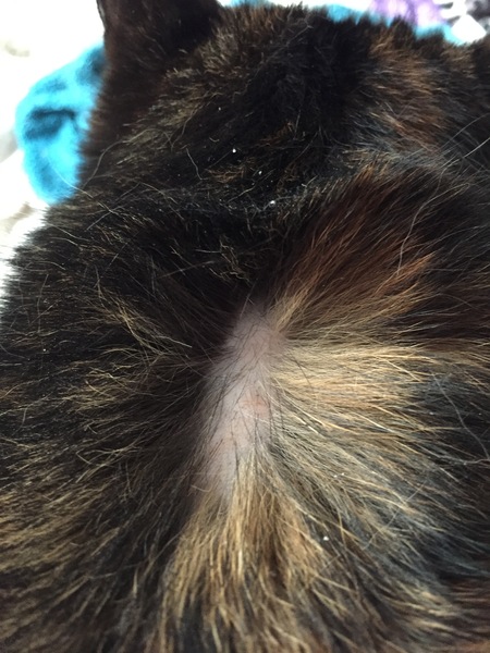 Fleas?