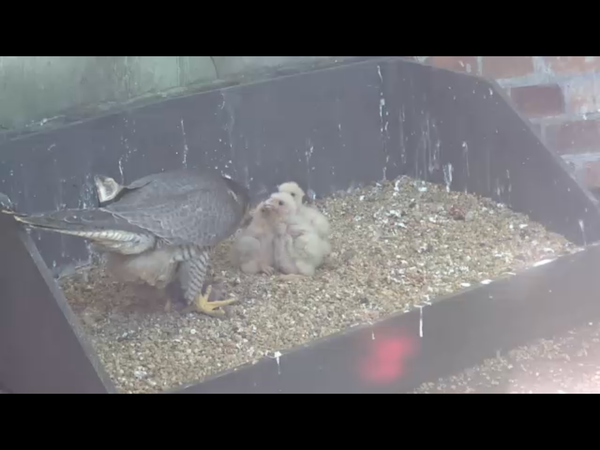 Had a lovely 30 minutes watching the birds in the front garden