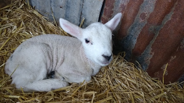 to send my sheep to hospital to be induced