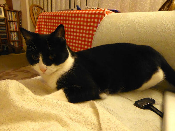 Poorly controlled diabetic cat...