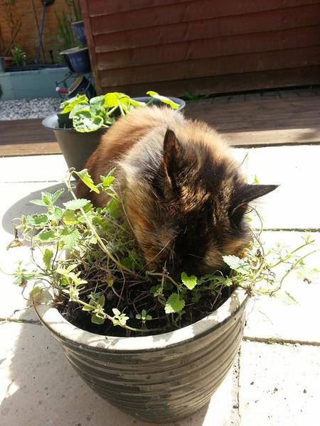The catnip has regrown... (hidden to recover over winter)