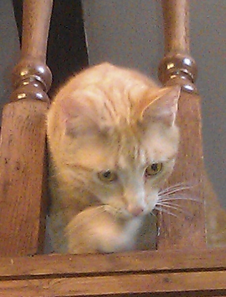 AIBU to make my ginger kitten look like a tiny lion? (pics)