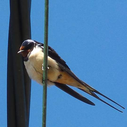 Had a lovely 30 minutes watching the birds in the front garden