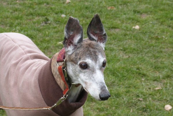 Tell me about your greyhounds!