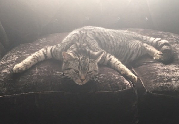 the paw - pictures