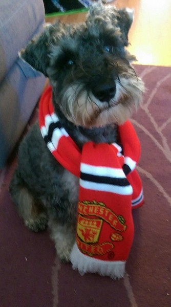 Miniature Schnauzers