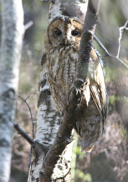 Had a lovely 30 minutes watching the birds in the front garden