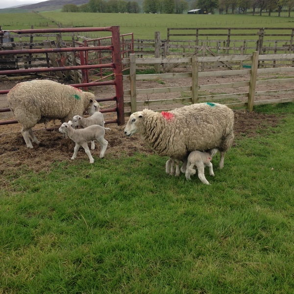 to send my sheep to hospital to be induced