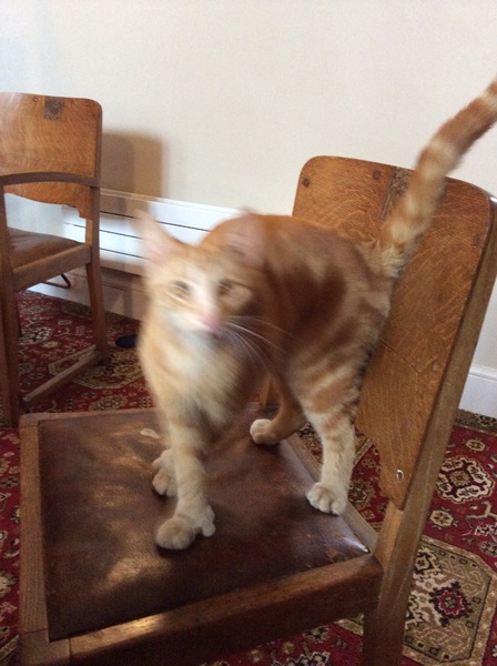 AIBU to make my ginger kitten look like a tiny lion? (pics)