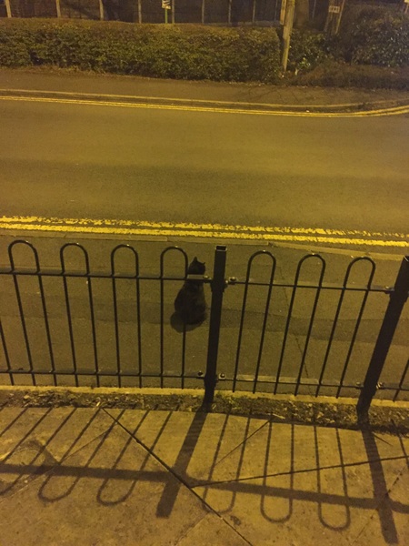 cats & main roads