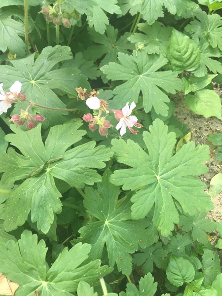 Please help me recognise these plants!