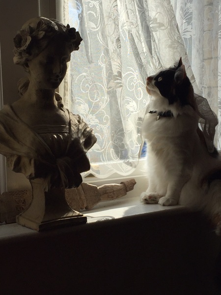 the paw - pictures