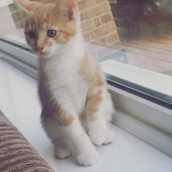 adopted two kittens - need name help!