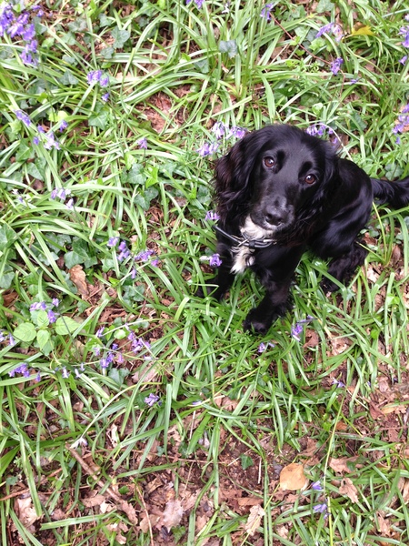 August 2016 number 5 - waddling towards the third trimester!