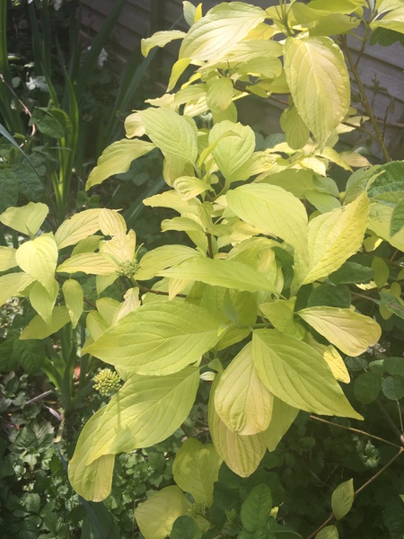 Please help me recognise these plants!